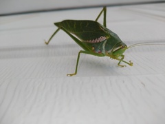 Philophyllia guttulata