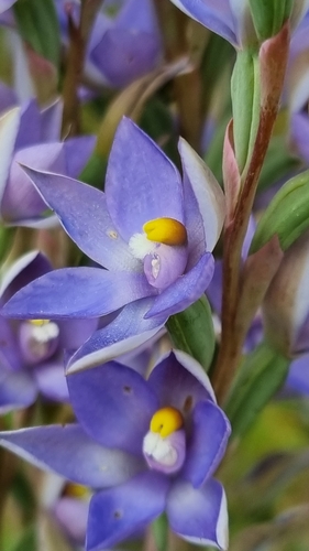 Image of Thelymitra arenaria by (c) ianrainbow, some rights reserved (CC BY)