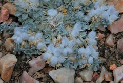 Astragalus purshii lectulus