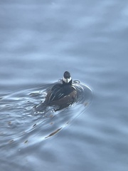 Lophodytes cucullatus