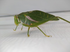 Philophyllia guttulata