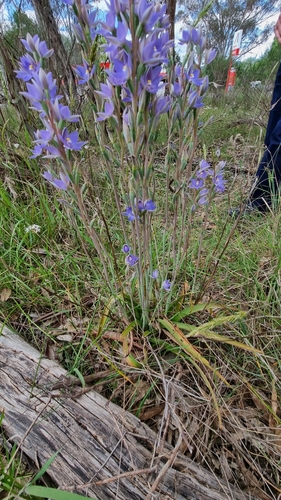 Image of Thelymitra arenaria by (c) ianrainbow, some rights reserved (CC BY)