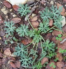 Callirhoe involucrata