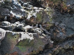 Anous stolidus galapagensis