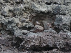 Anous stolidus galapagensis