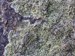 Bacidia fuscoviridis