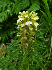 Pedicularis hacquetii