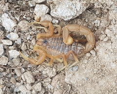 Buthus occitanus