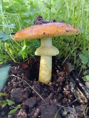 Amanita caesarea