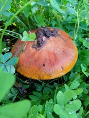 Amanita caesarea