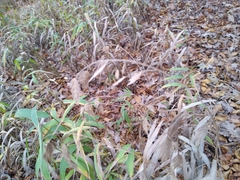 Chasmanthium latifolium