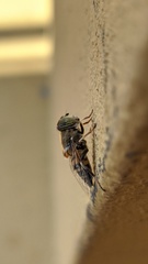 Eristalinus taeniops