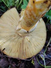 Amanita caesarea