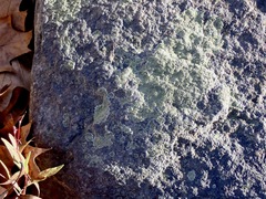 Bacidia fuscoviridis