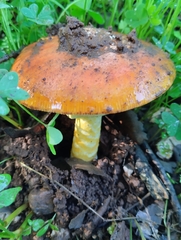 Amanita caesarea