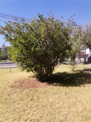 Punica