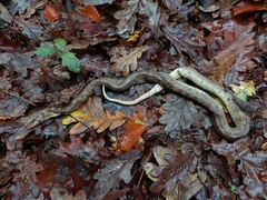 Zamenis scalaris
