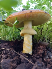 Amanita caesarea
