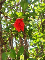 Punica
