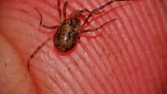 Dasylobus graniferus