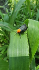 Apistosia judas