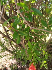 Punica