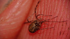 Dasylobus graniferus