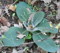 Verbascum pulverulentum