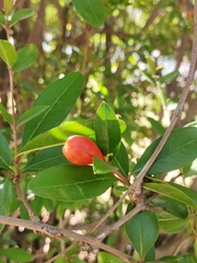 Punica