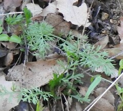 Scandix pecten-veneris