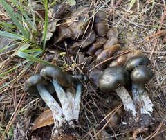 Psilocybe caerulescens