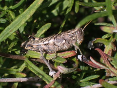 Phaulotettix