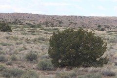 Juniperus