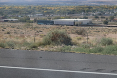 Atriplex canescens