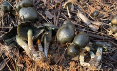 Psilocybe caerulescens