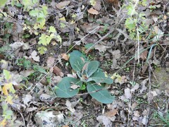Verbascum pulverulentum