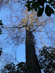 Quercus palustris