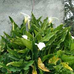 Zantedeschia