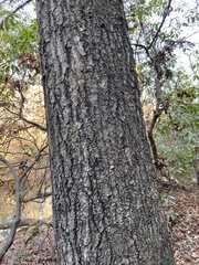 Quercus palustris