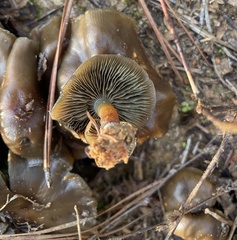 Psilocybe caerulescens