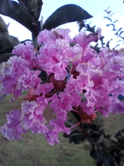Lagerstroemia indica