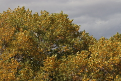 Populus deltoides wislizenii