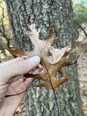 Quercus palustris