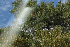 Populus deltoides wislizenii