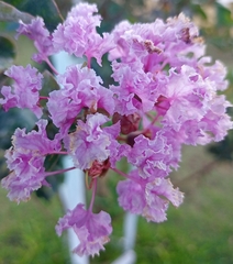 Lagerstroemia indica