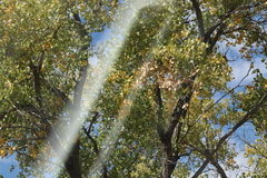 Populus deltoides wislizenii