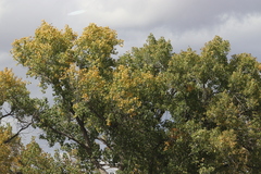 Populus deltoides wislizenii