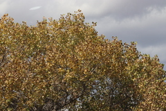 Populus deltoides wislizenii