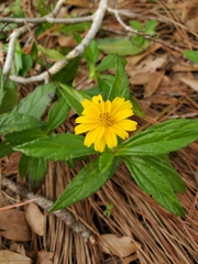 Sphagneticola trilobata