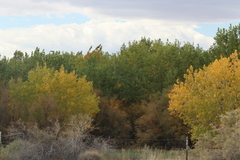Populus deltoides wislizenii